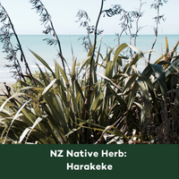 NZ Native Herb  Harakeke